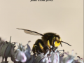 macrophoto1