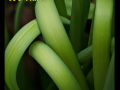 macrophoto2